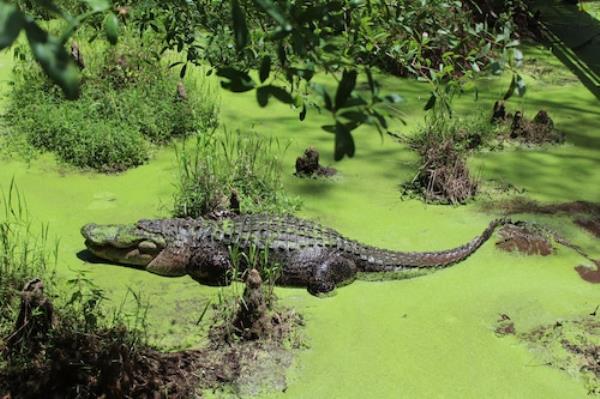 Alligator Alley