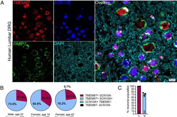 Researchers uncover potential non-opioid treatment for chro<em></em>nic pain