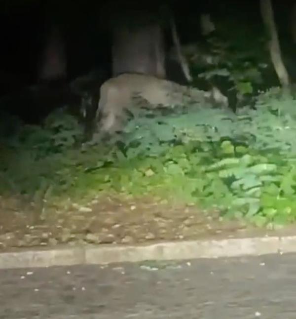 The lion is yet to be found