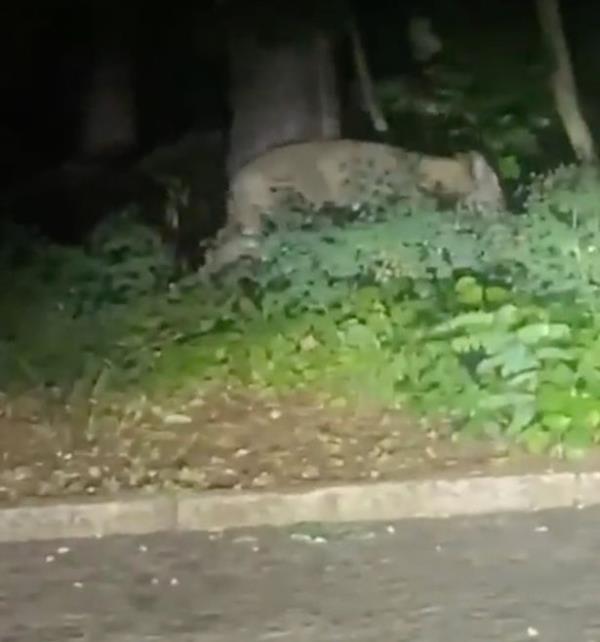 The lion was seen 'tearing down' a wild boar