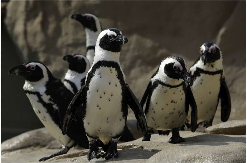 Black dots on white fro<em></em>nts of African penguins may help them tell one another apart
