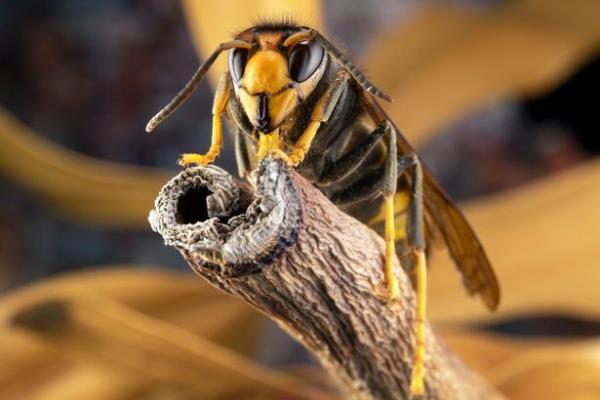Sightings on mainland Britain have been rare and the spread has largely been co<em></em>ntained stopping the hornets from naturalising.