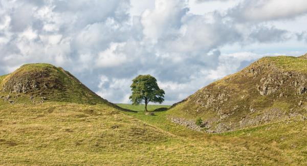 The Sycamore Gap tree on Hadrian's Wall, UK.