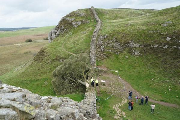 Police officers look at the felled tree at Sycamore Gap.