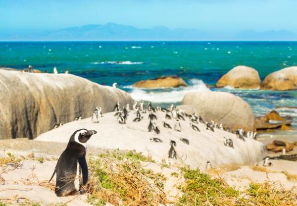 co<em></em>lony of african penguins on rocky beach in South Africa