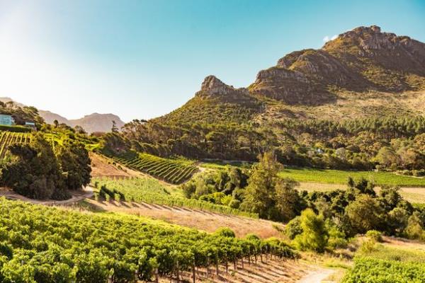 Vineyards in Co<em></em>nstantia near Cape Town, South Africa