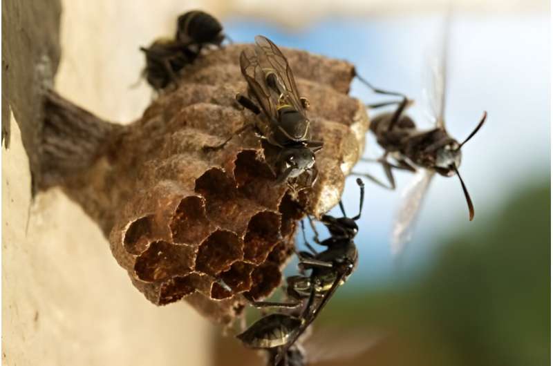 Biopesticide is harmless to mammals but can wipe out colo<em></em>nies of wasps that benefit plants