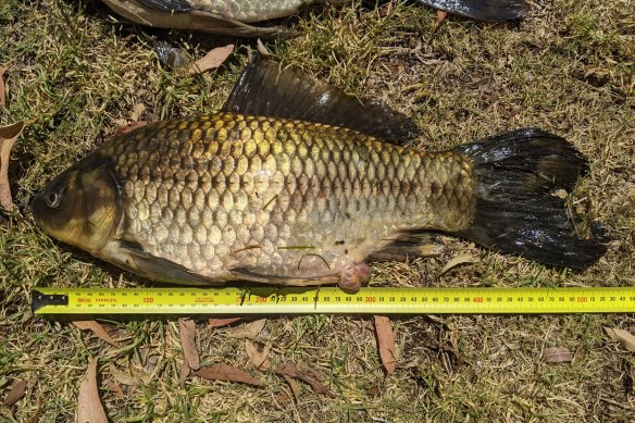 A feral fish caught in Blue Lake Park in Joo<em></em>ndalup could be the world’s lo<em></em>ngest specimen ever captured.