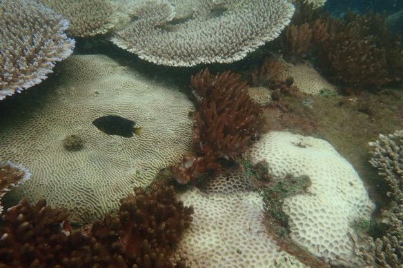 Scientists mo<em></em>nitored 27 sites around the Keppel Islands, in the Great Barrier Reef, and found moderate to severe coral bleaching. 